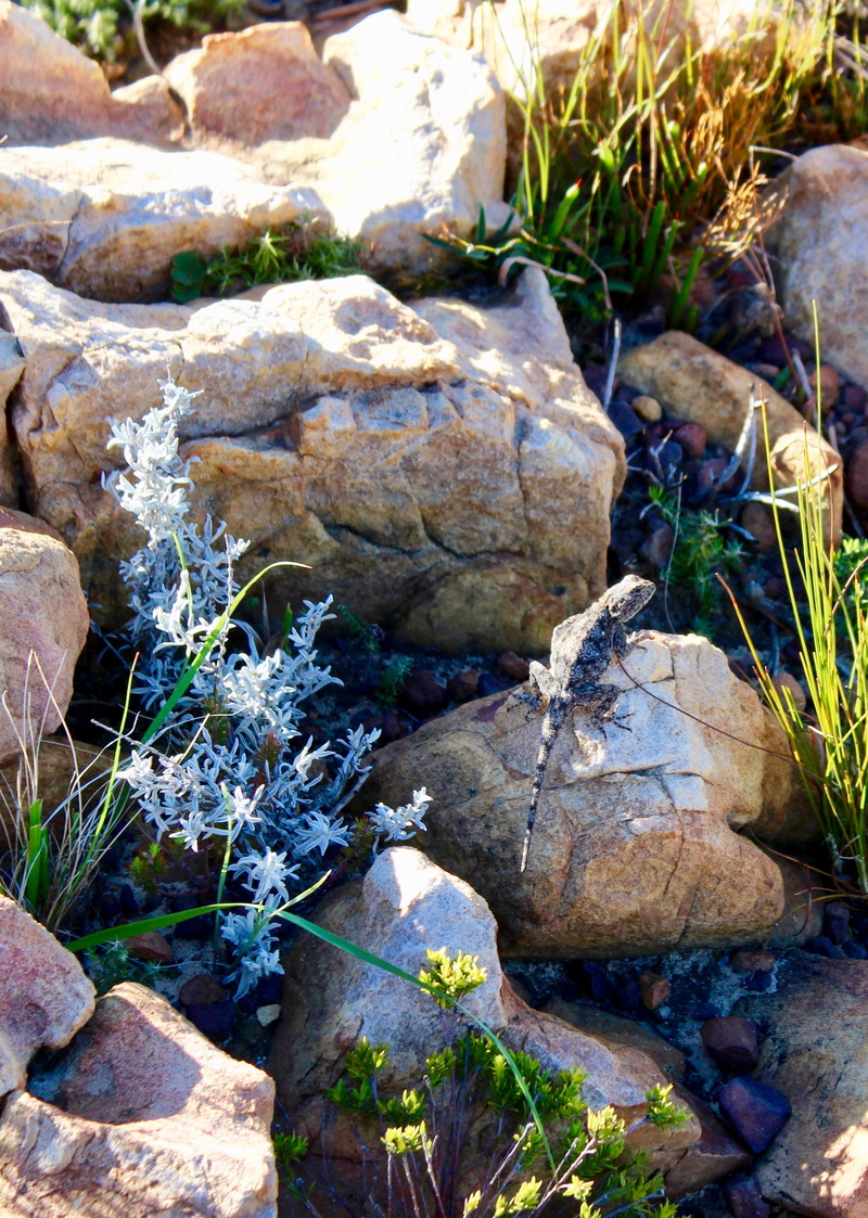 tranquility, nature, field, beauty in nature, high angle view, no people, stone - object, day, grass, solid, growth, travel, 2K, rock, close-up, sunlight