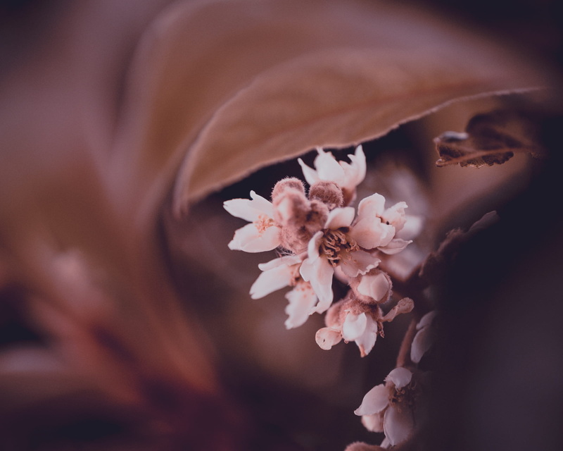 freshness, plant, close-up, south africa, blossom, petal, fragility, no people, stinkhout road, springtime, 1080P, softness, nature, pink color, outdoors