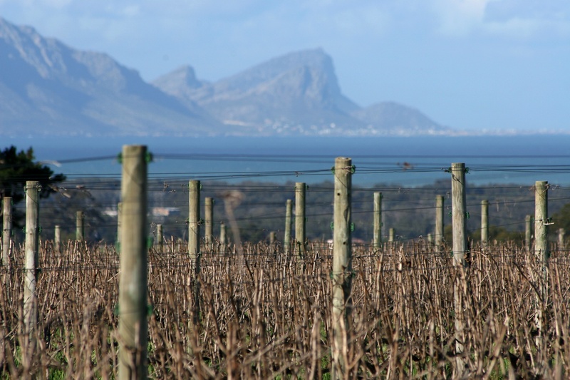 tranquil scene, grape, outdoors, grapes, no people, environment, cultivated, vineyards, field, farm, sea, beauty in nature, wooden post, vine, grapevine