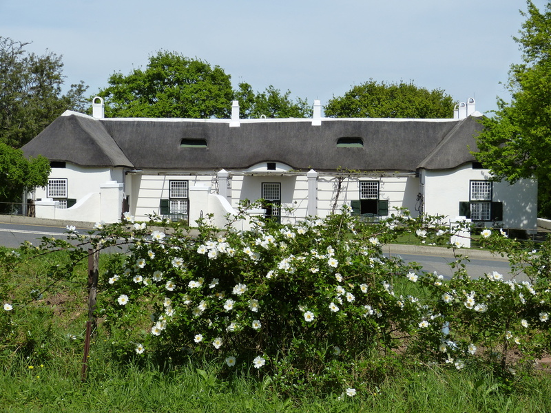 green color, built structure, growth, house, beauty in nature, nature, sky, stellenbosch, flower, thatched roof, wild rose, residential district, historically