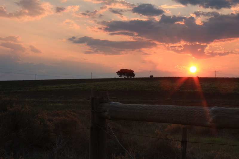 sun, lens flare, hills, tranquility, barrier, outdoors, cloud - sky, environment, sunset, clouds, beauty in nature, south africa, boundary, tree, sunlight