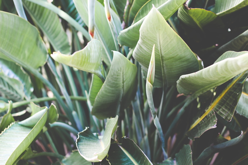 growth, 5K, vegetable, outdoor, no people, green color, leaves, outdoors, beauty in nature, plant part, tranquility, botanical, tokara delicatessen, close-up