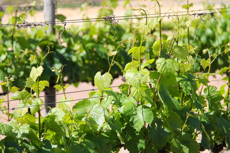 plant part, no people, fence, agriculture, greenery, green color, vine, amazing, food and drink, wine tasting, freshness, leaf, tree, beauty in nature