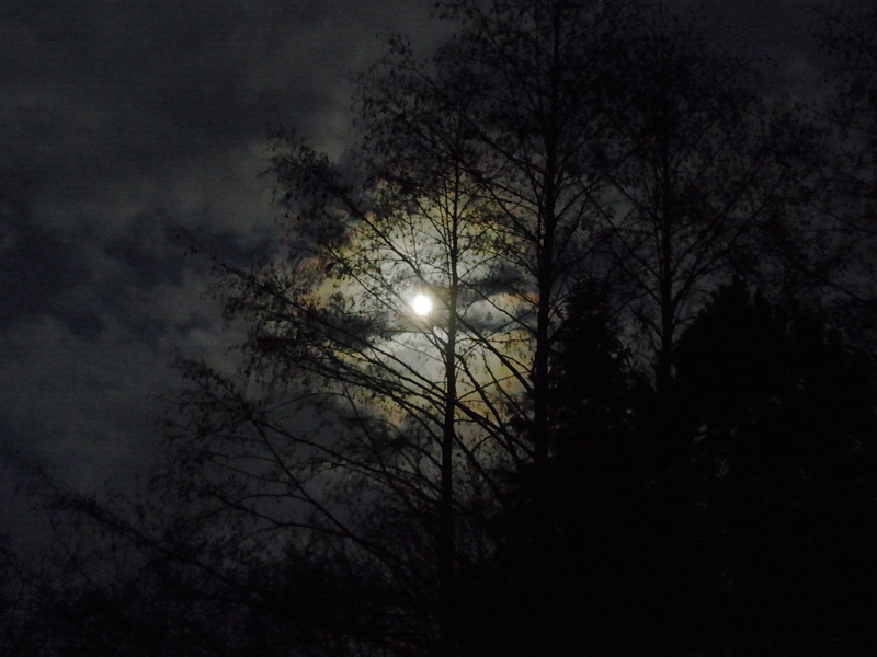 scenics - nature, 2K, night, no people, tropical, moonlight, nature, illuminated, beauty in nature, sky, silhouette, forest, moon, tree, shadow natural