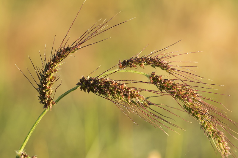 photo, flower, 5K, summer, wheat, flora, close up, close, nature, plant, outdoors, amanecer, agriculture, sigma, spike, close-up, El Robledo, macro, brown