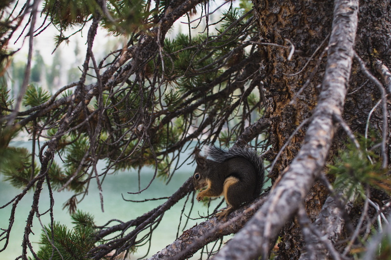 united states, plant, tree trunk, no people, 5K, animal themes, rodent, animal wildlife, land, lake, growth, mammal, vertebrate, tree, squirrel, day, tioga lake