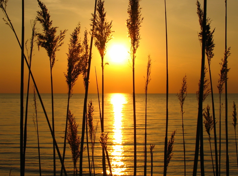 romantic sky, outdoors, lake erie, Nature, orange color, perfect, horizon over water, sunlight, no people, plant, sun, Sun and Sky, Sunset, horizon, phragmites