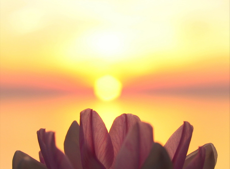 Flower, Sunshine, Sunset, lake erie, life, pink, outdoors, Sun and Sky, sky, focus on foreground, sunlight, flower head, human body part, sea, hand, Ohio
