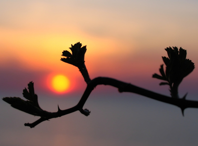 1080P, Sunset, ashtabula, Sun and Sky, sky, scenics - nature, wild rose, Nature, lake erie, flowering plant, close-up, outdoors, branch, tree, plant, flowers