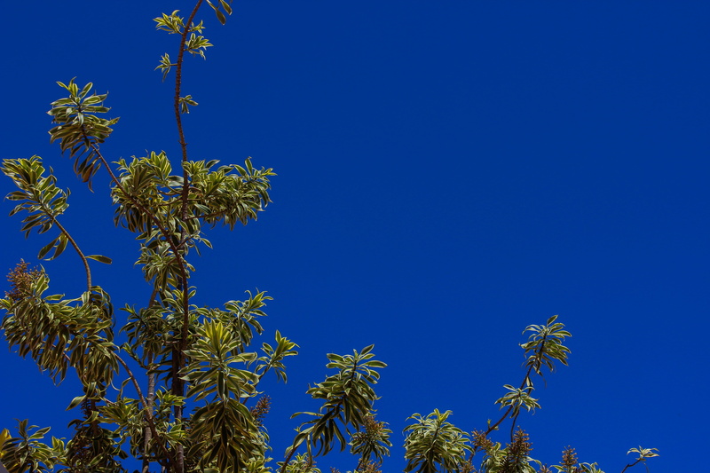 no people, flower, clouds, plant, plant part, copy space, sky, green color, tropical climate, tree, 5K, growth, food, sol, beauty in nature, outdoors