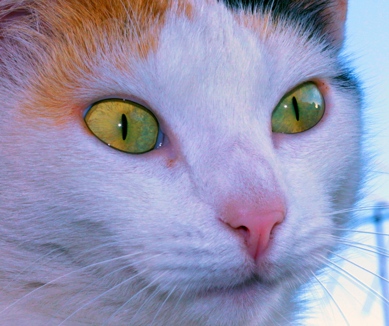 cute, domestic, looking, whisker, ceu, no people, animal head, cat, animal body part, pets, green eyes, domestic animals, feline, domestic Cat, animal nose