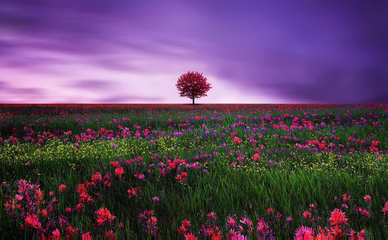 Lonely Tree, Field, Tree, Artistic, 1080P, Trees, Pink, Flower