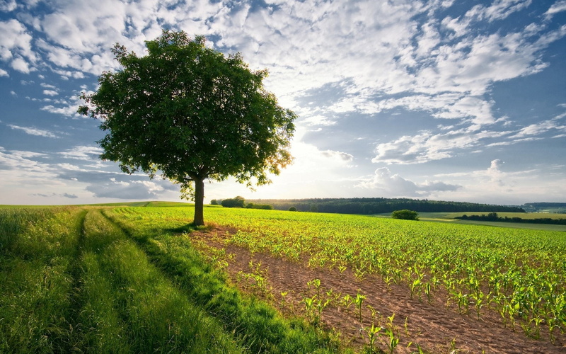 Tree, 1080P, Lonely, Fields