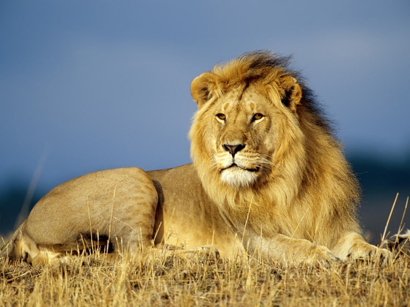cats, african, Lion, animal, wild, 480P, hd, art, animals, wildlife, africa