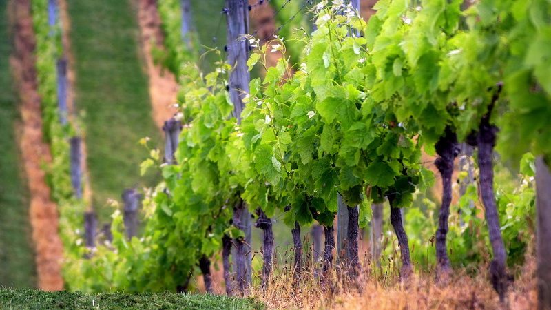Fields, wine, grape, art, 2K, hd, plants, nature, baby, region
