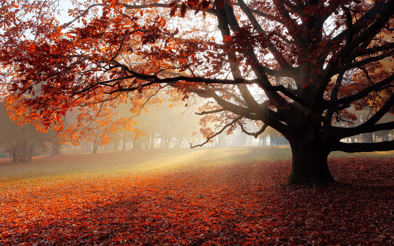 Sun, Red, Tree, Lonely, Leaves, 2K, Autumn, Park