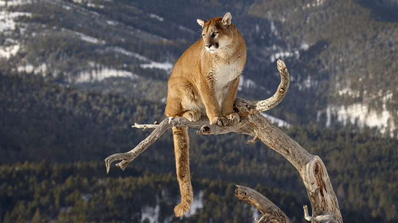 1080P, lions, hd, animals, nature, mountain lions, mountain, art, mountains, montana