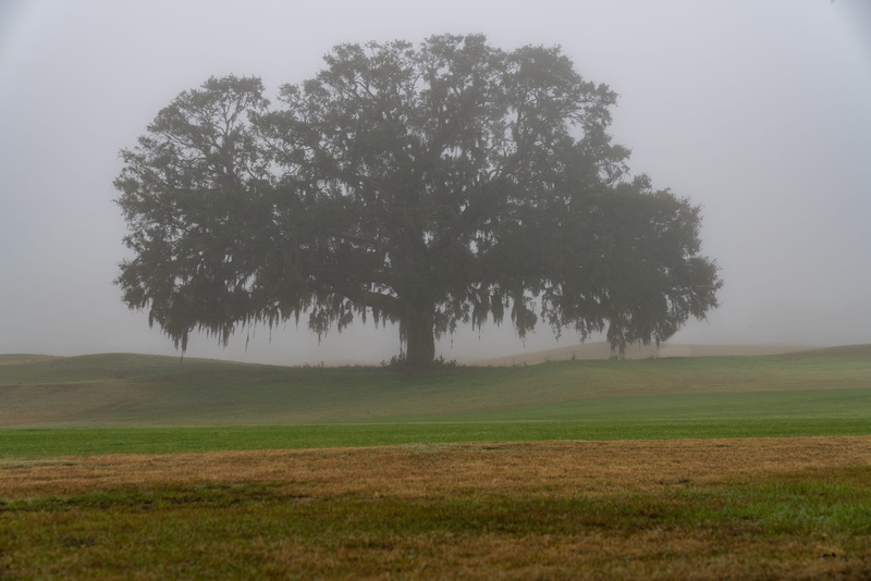 tranquil scene, tranquility, scenics - nature, day, beauty in nature, nature, outdoors, land, non-urban scene, growth, tree, environment, grass, sky, fog