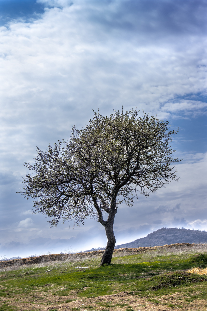 color, season, environment, light, bare tree, non-urban scene, land, scene, nature, growth, scenics, colorful, Landscape, autumn, beauty in nature, plant
