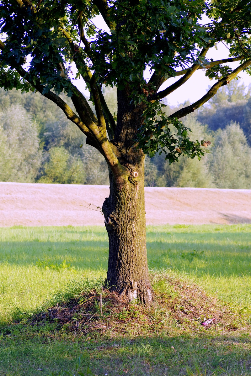 no people, plant, green color, beauty in nature, growth, branch, lonely, environment, stability, trunk, grass, landscape, 5K, land, tranquility, outdoors