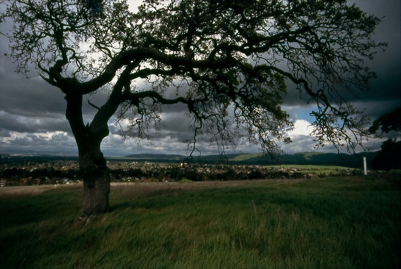 beauty in nature, scenics - nature, silhouette, cloud - sky, riparian, land, lonely, leafed, wood, tranquility, branch, day, photography, 1080P, nature