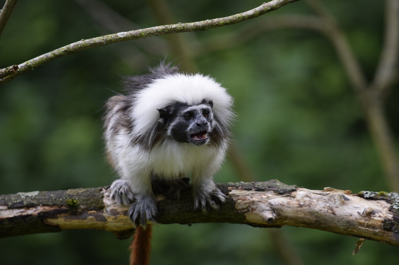 nature, monkey, focus on foreground, animals in the wild, portrait, plant, vertebrate, wild animal, outdoors, serengeti park, branch, mammal, tree, forest