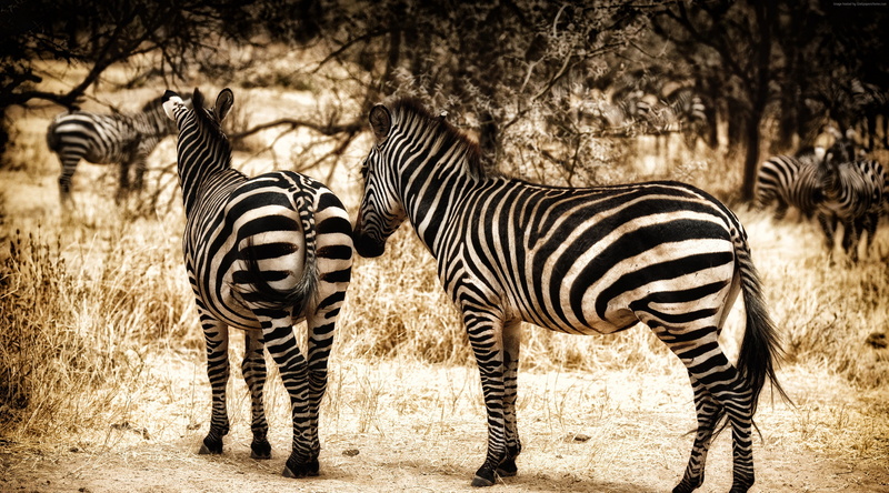 savanna, wild nature, 4K, serengeti, Zebra