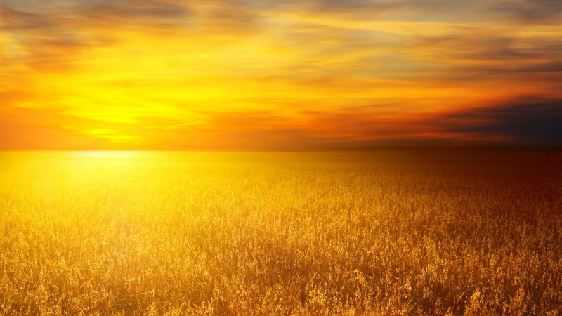fields, art, afternoon, 720P, amber, agriculture, awesome, ambar, amazing, nature, hd, field, sunset