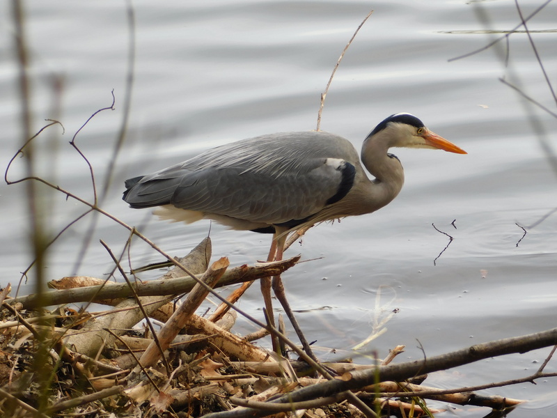 no people, animals in the wild, water, taunus, nature, one animal, day, beak, 4K, animal, animal wildlife, vertebrate, animal themes, water bird, gray heron
