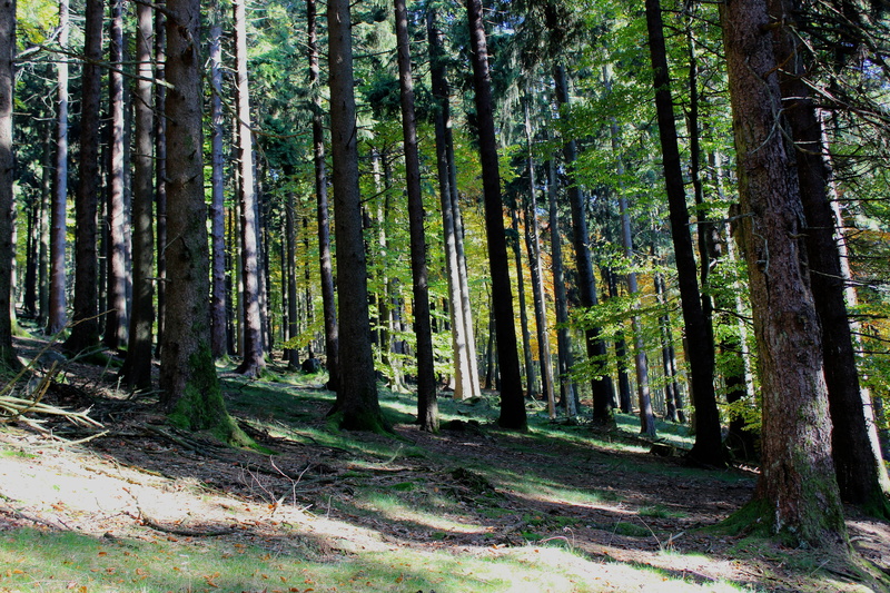 tranquility, woodland, outdoors, land, day, green color, abundance, tree trunk, autumn mood, trunk, idyllic, forest, beauty in nature, bamboo - plant, sunny
