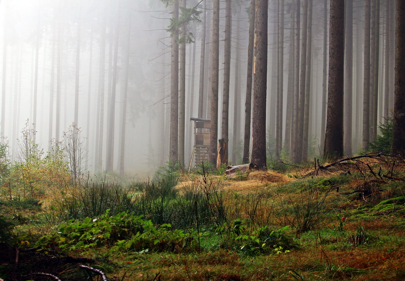 landscape, nature, coniferous tree, forest, woodland, fog, outdoors, tree trunk, trunk, land, hunter was, pine woodland, scenics - nature, beauty in nature