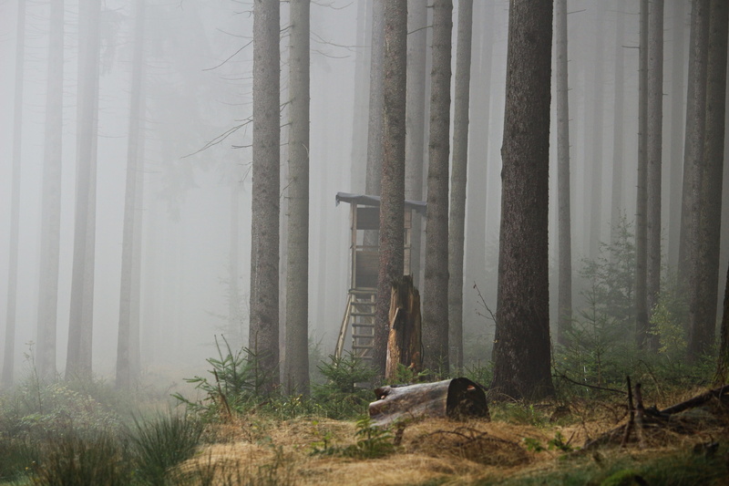 animal wildlife, plant, forest, Perch, Fog, nature, Forest, tree trunk, hazy, fog, tree, autumn, foggy, vertebrate, taunus, outdoors, hunter seat, hunting seat