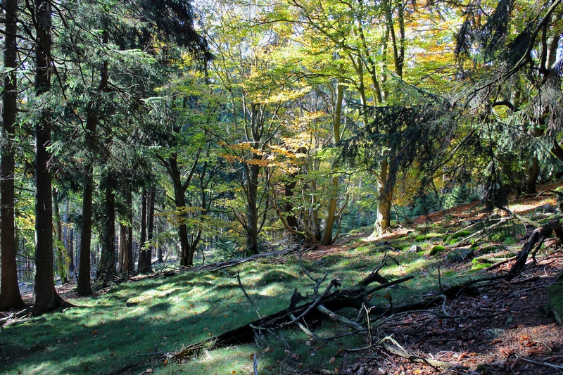 tranquility, forest, woodland, trail, mountains, tree trunk, outdoors, trees, remote, nature, 5K, sunlight, non-urban scene, green, tranquil scene, trunk