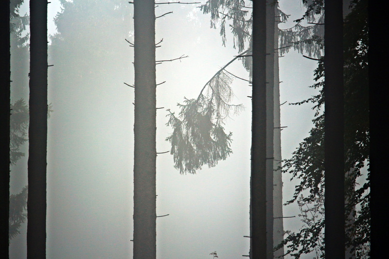 branch, mystical, winter, land, nature, tree trunk, mist, tranquil Scene, taunus, non-urban scene, gloomy, plant, growth, coniferous tree, cold temperature