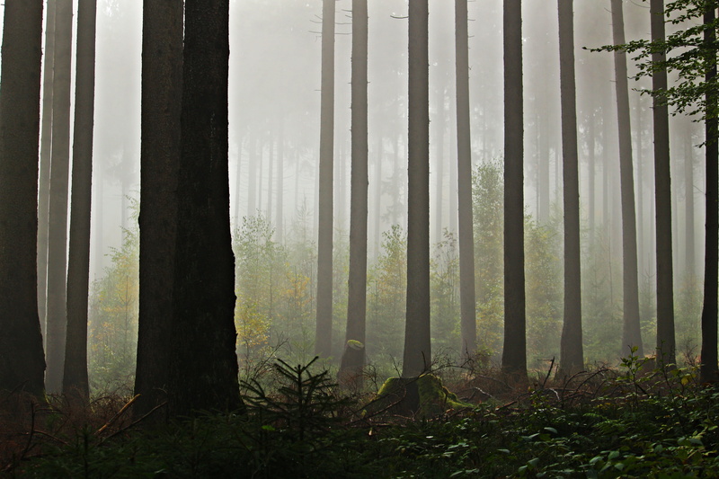 mood, day, tree, growth, bemoost, non-urban scene, Mystical, 5K, environment, scenics - nature, fir forest, tree trunk, trunk, woodland, tranquil scene