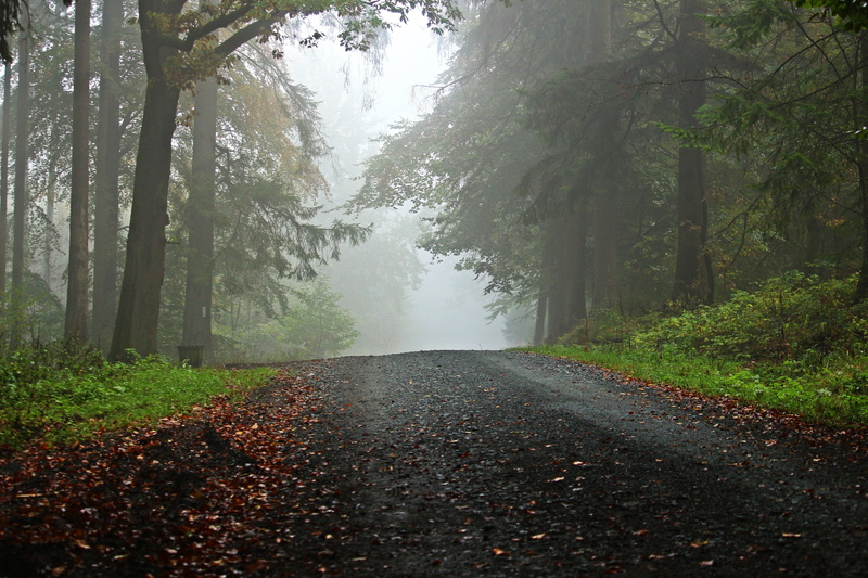 change, tranquil scene, forest, tree, roadway, trail, fog, 5K, diminishing perspective, tranquility, trees, direction, land, limes path, away, no people