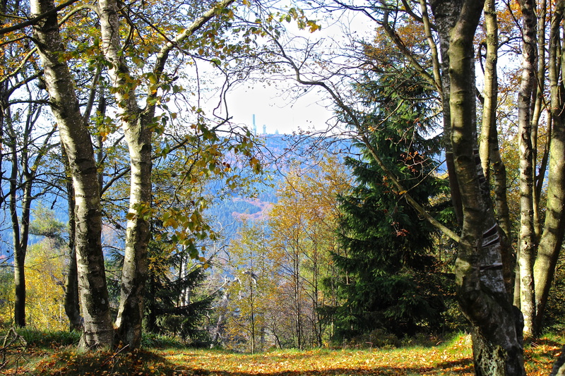 feldberg, day, mountains, taunus, tranquil scene, tree trunk, no people, beauty in nature, tree, autumn forest, land, sky, plant, growth, 5K, trunk, tranquility