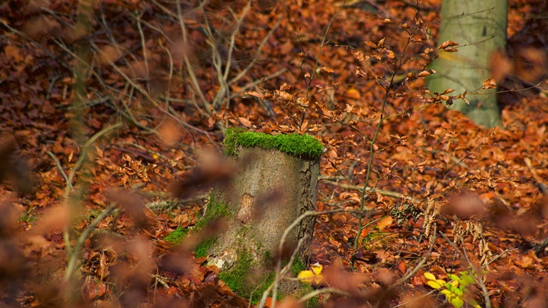 2K, animals in the wild, animal, plant, tree, vertebrate, outdoors, one animal, leaves, animal themes, autumn mood, no people, plant part, day, autumn