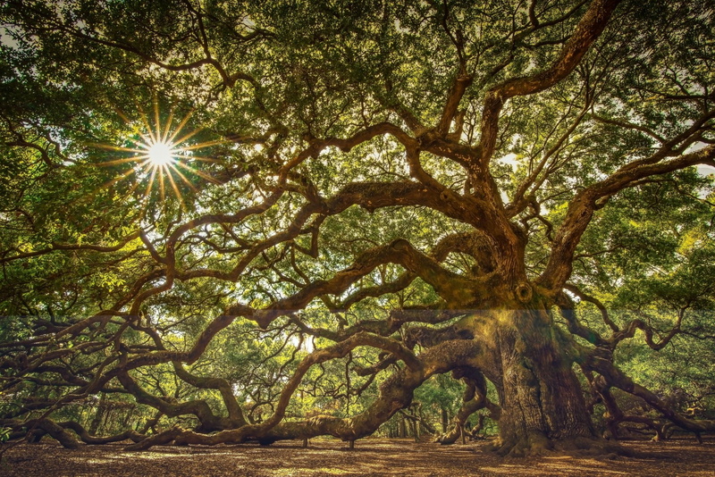 South Carolina, Sun, 1080P, Jonhs Island, Branch, Sunbeam, Angel Oak Tree, Trees, Oak, Angel Oak