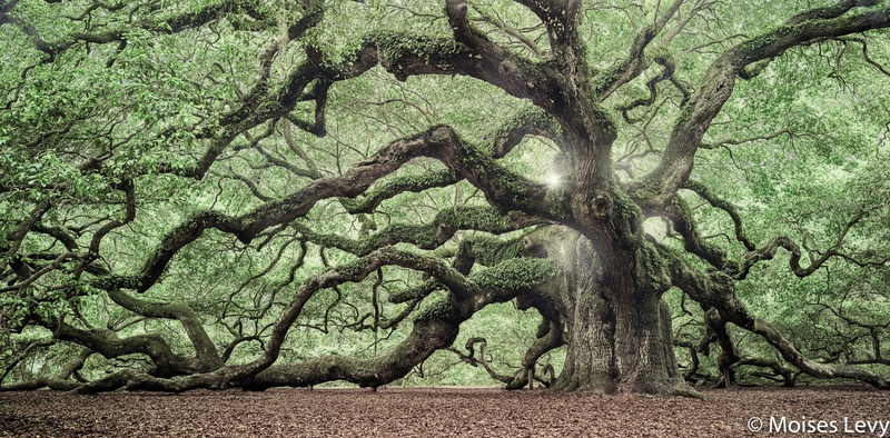 Trees, Tree, 1080P, Oak, Branch, Sunbeam, Angel Oak Tree