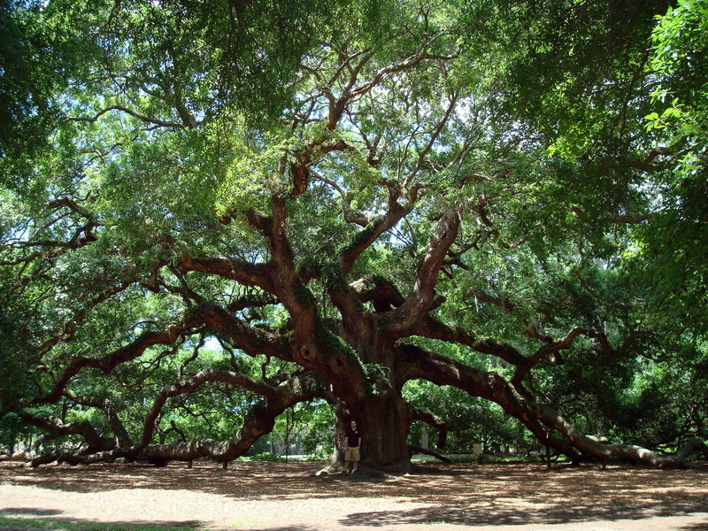 forest, no people, sunlight, plant, plant part, large, park, land, tree trunk, beauty in nature, nature, outdoors, day, angel oak tree, green color, scenics - nature