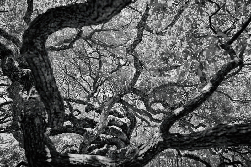 plant, grey, blossom, nature, root, growth, usa, angel oak, day, 5K, bark, outdoors, forest, sunlight, trunk, sports car, focus on foreground, sycamore
