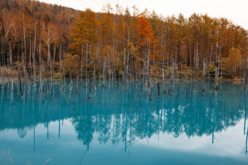 lake, reflection, beauty in nature, water, tranquility, waterfront, marsh, spruce, shirogane blue pond, outdoors, biei, non-urban scene, scenics - nature