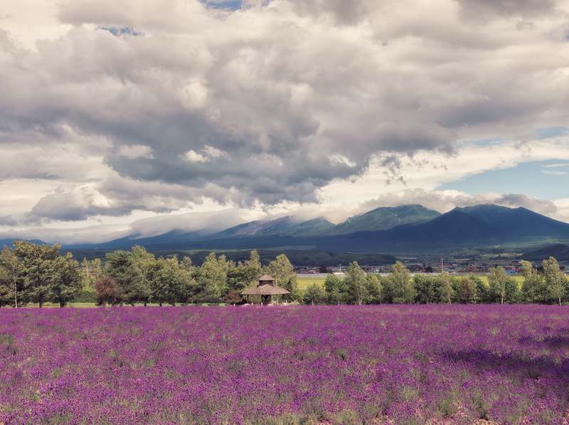 mountain, Trees, cloud - sky, Asia, flower, Cloudy, farmtomita, flowering plant, Summer, beauty in nature, landscape, no people, 5K, sky, purple, tranquil scene