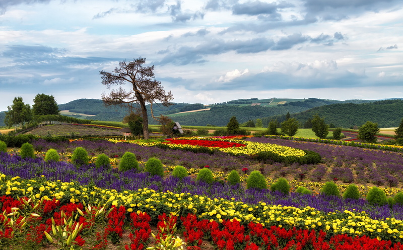 Flowers, field, outdoors, freshness, red, flowerbed, tree, idyllic, Seasons, Colorful, s, tranquil scene, day, purple, colors, flowering plant, no people