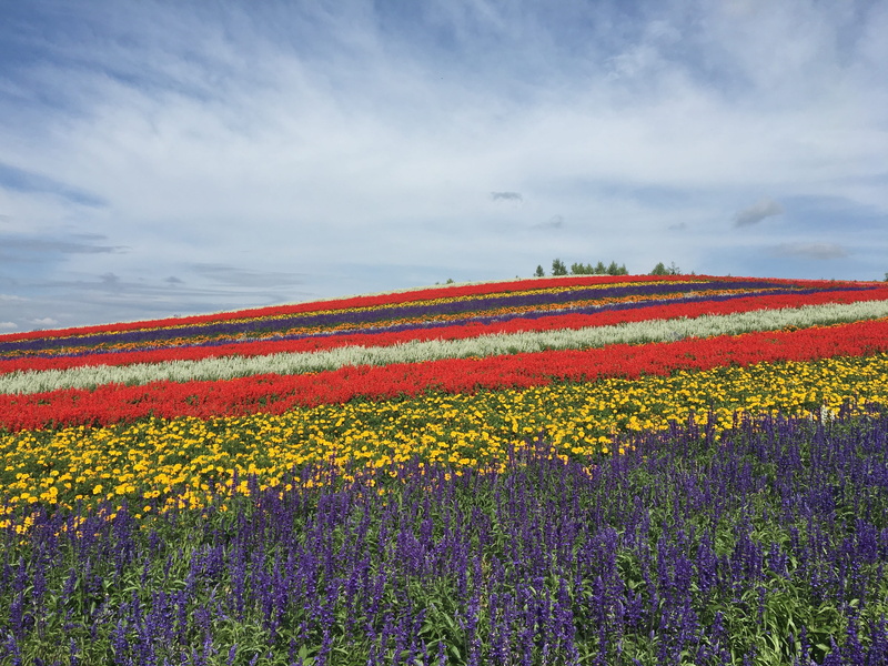 hokkaido, 4K, field, growth, sky, environment, nature, scenics - nature, tranquility, day, idyllic, flower garden, flower, beauty in nature, cloud - sky