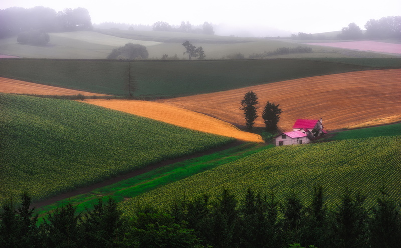 hokkaido, Hazy, tranquil scene, pinkhouse, tranquility, field, real people, tree, crop, beauty in nature, farm, 5K, Morning, concret, day, green color