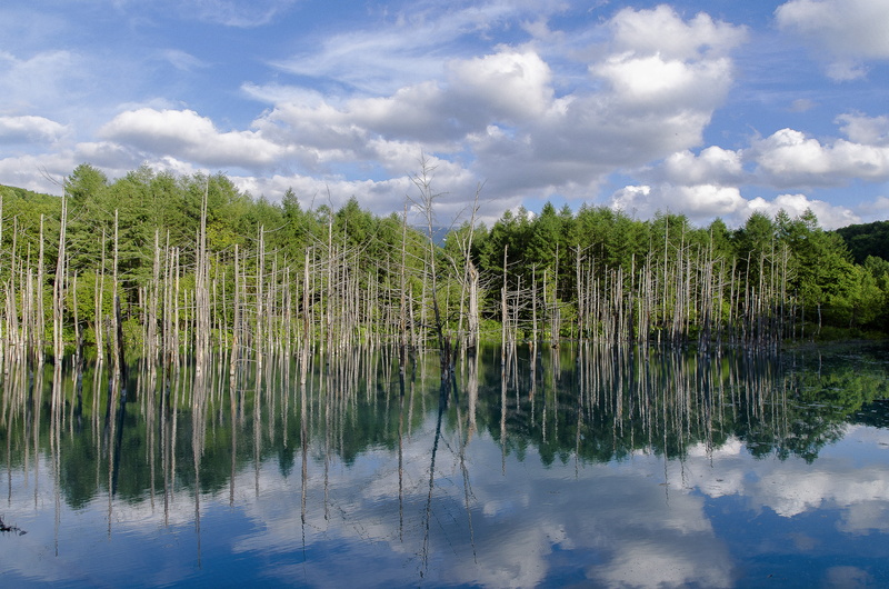 Pond, 4K, non-urban scene, Blue, waterfront, tranquil scene, nature, plant, pond, day, growth, Biei, water, lake, Blue Pond, swamp, tranquility, reflection