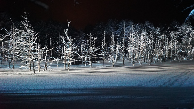 light up, frost, bare tree, frozen, blue, night, wood, tree, scenics - nature, forest, coniferous tree, branch, pine woodland, tranquil scene, landscape