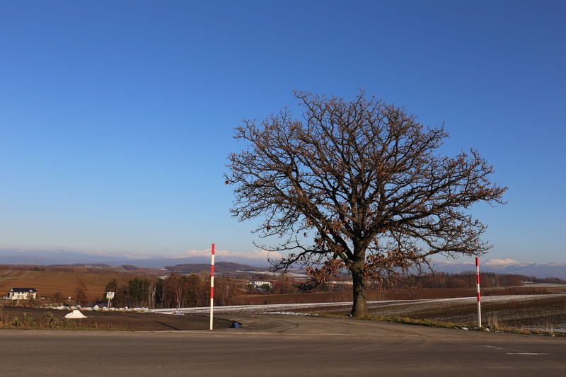 outdoors, sky, tree, sign, hokkaido, plant, beauty in nature, blue, 5K, city, nature, sunlight, no people, clear sky, day, bare tree, road, copy space